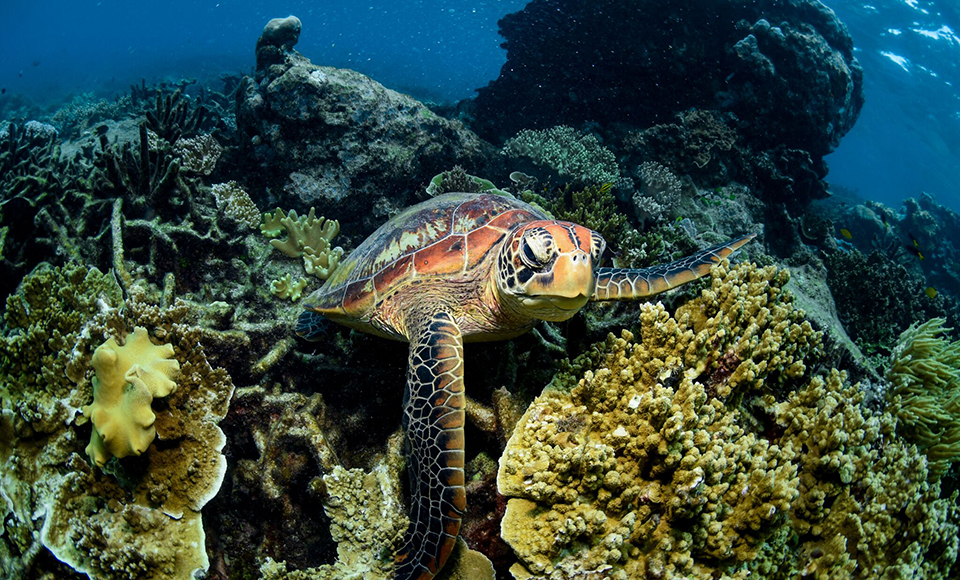 Discover the untouched Frankland Islands, a hidden gem so close to Cairns, on an exclusive tour with Frankland Islands Cruise and Dive. This Ferry Transfer Only option is the perfect way to have a tropical Island day out without having to pay for all the extras!